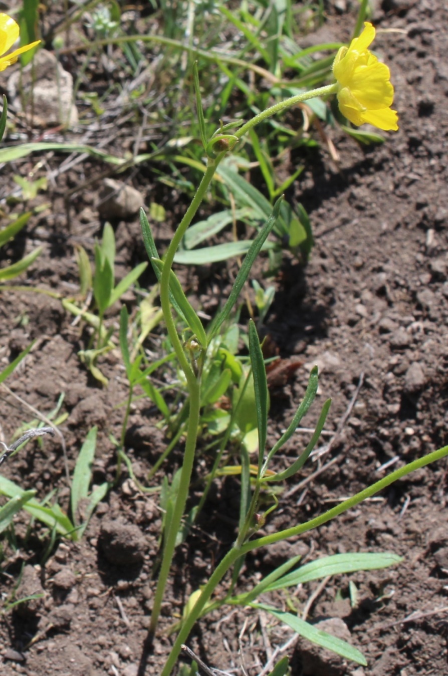 Изображение особи Ranunculus pedatus.