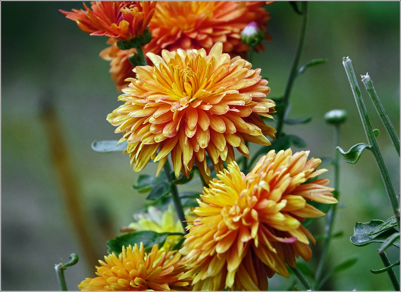 Image of Chrysanthemum indicum specimen.