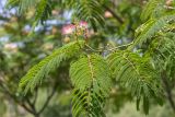 Albizia julibrissin. Верхушка ветви с соцветиями. Турция, г. Анталья, Dokuma Park, в культуре. 01.06.2024.