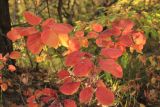 Cotinus coggygria. Верхушки веточек с листвой в осенней окраске. Краснодарский край, Черноморское побережье Кавказа, м/о г. -г. Новороссийск, севернее хут. Камчатка, шибляк. 14 октября 2019 г.