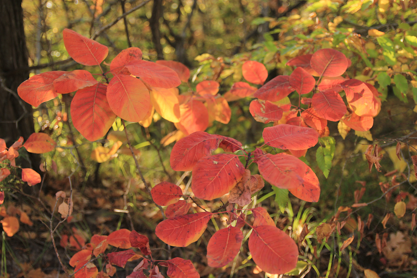 Image of Cotinus coggygria specimen.