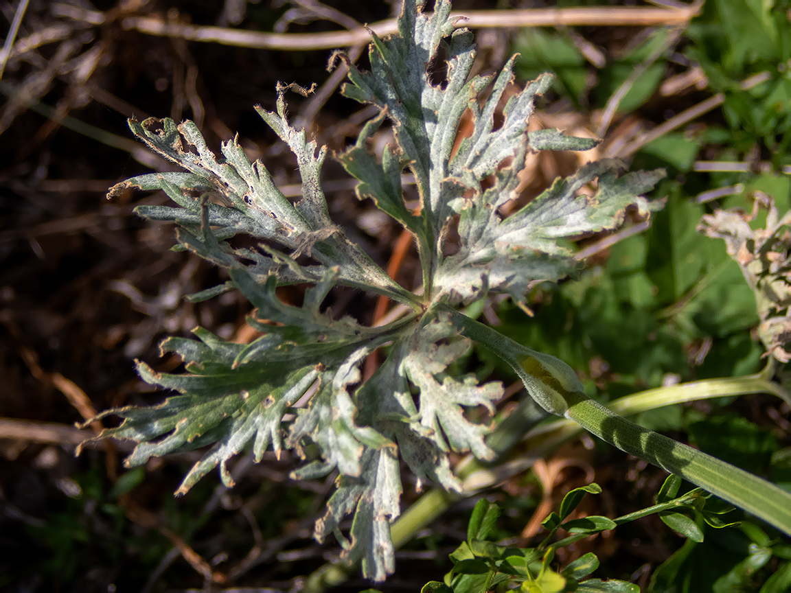 Image of Delphinium fissum specimen.