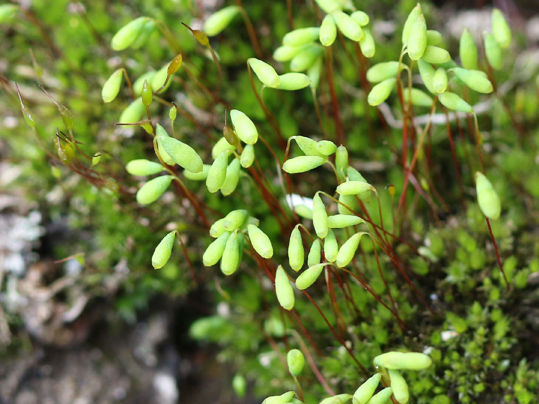 Image of genus Bryum specimen.