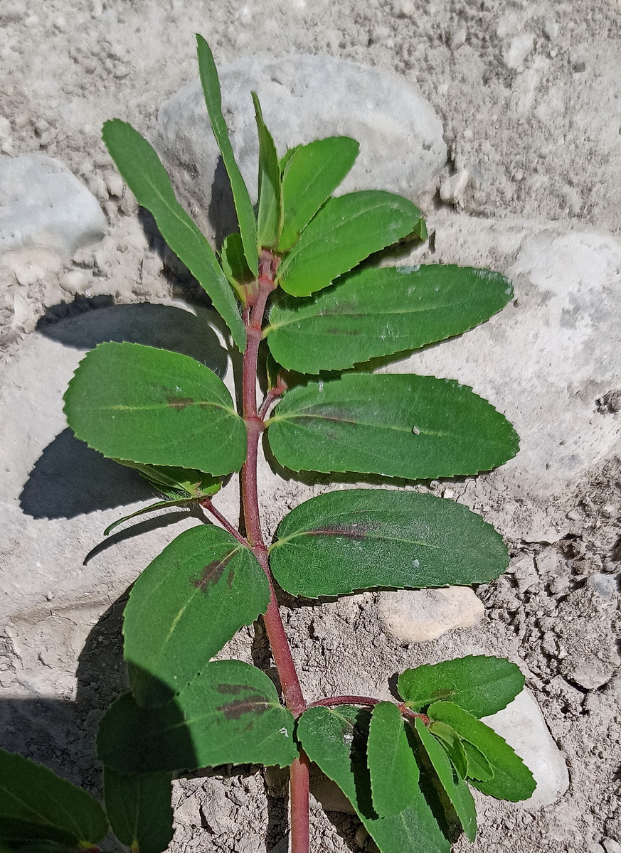 Изображение особи Euphorbia nutans.