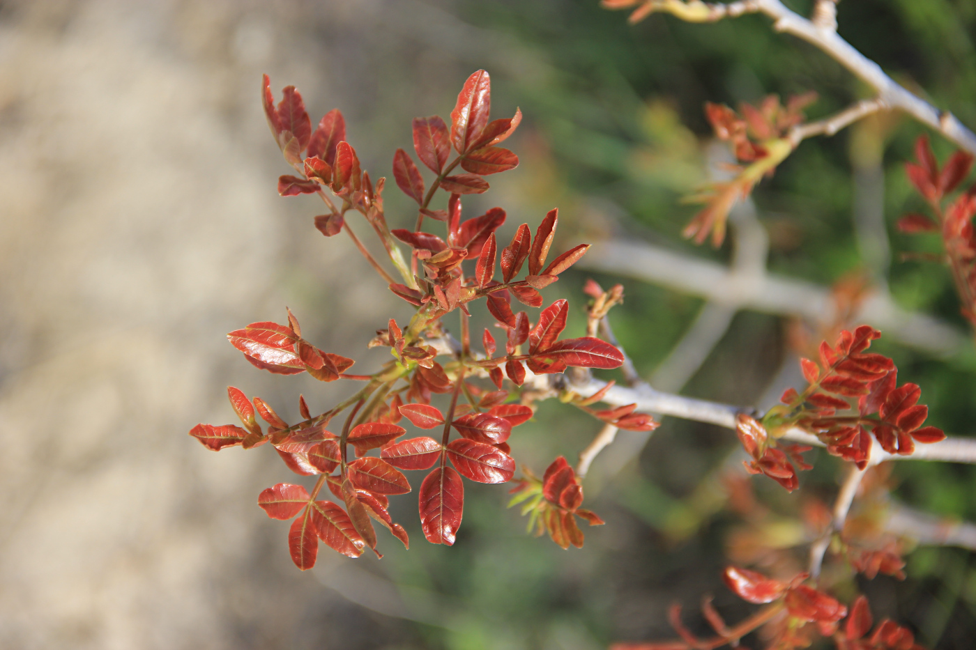 Image of Pistacia mutica specimen.