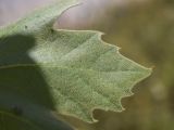View full-size image Platanus × acerifolia