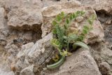 Смотреть изображение род Astragalus