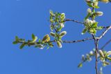 View full-size image Salix borealis