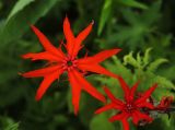 Смотреть изображение Lychnis fulgens