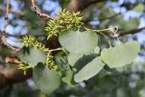 View full-size image Populus pruinosa