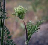Смотреть изображение Daucus carota