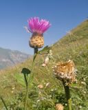 View full-size image Psephellus dealbatus