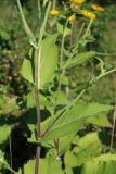 View full-size image Inula helenium