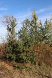 View full-size image Pinus sylvestris