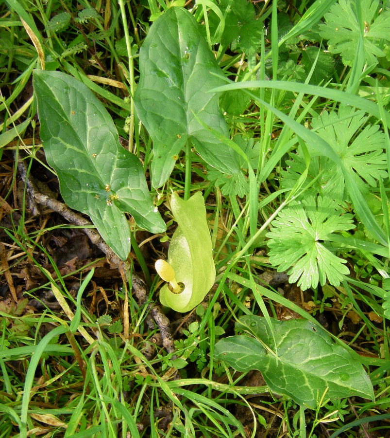 Image of Arum italicum specimen.