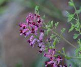 View full-size image genus Fumaria