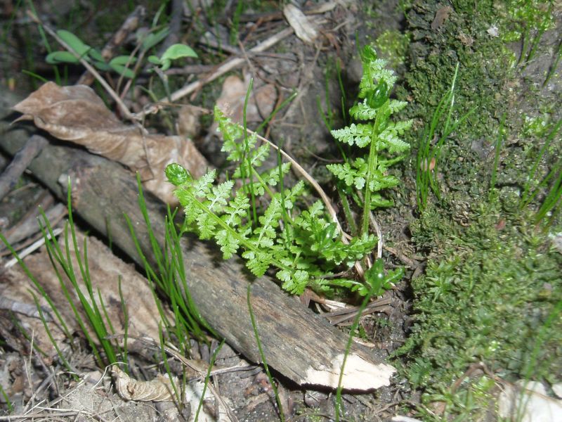 Изображение особи Cystopteris fragilis.