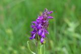 View full-size image genus Dactylorhiza