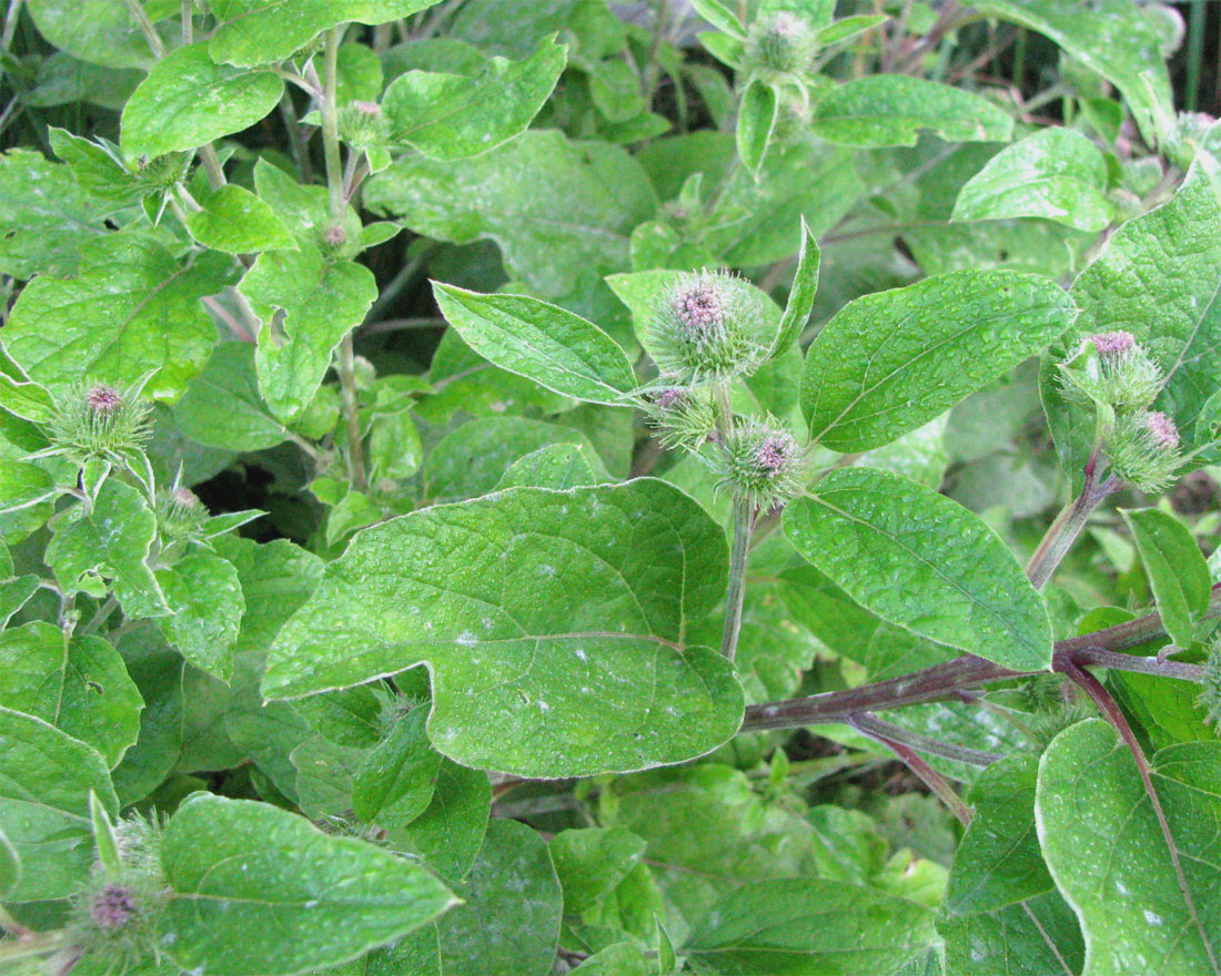 Image of Arctium minus specimen.