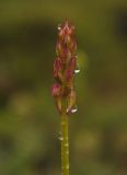 Смотреть изображение Gymnadenia conopsea