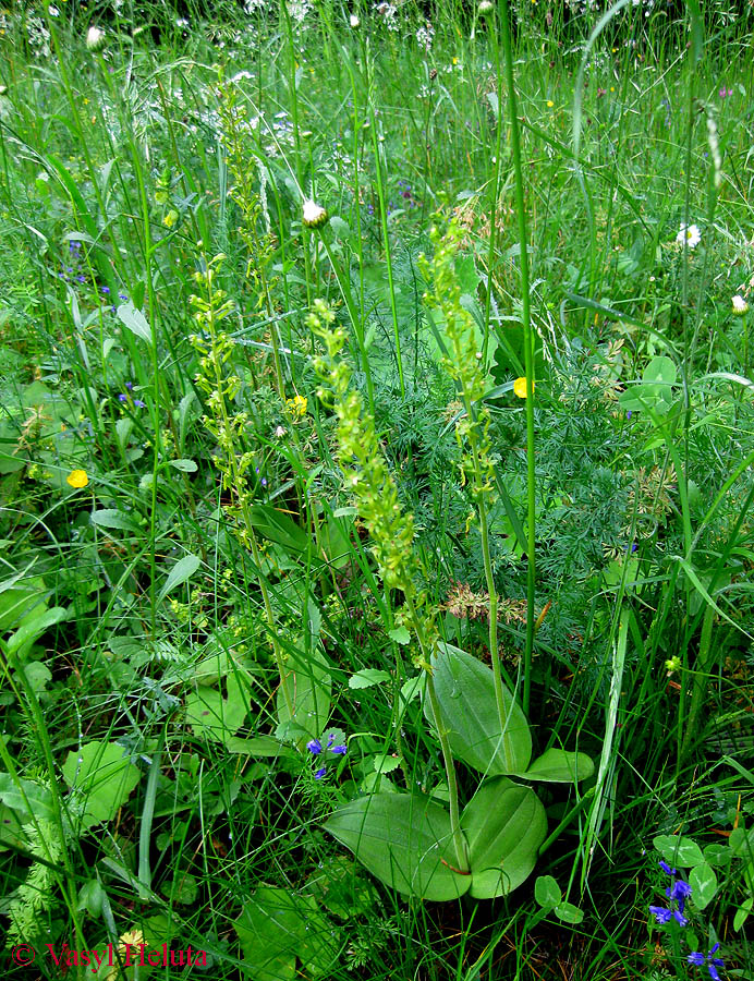 Изображение особи Listera ovata.