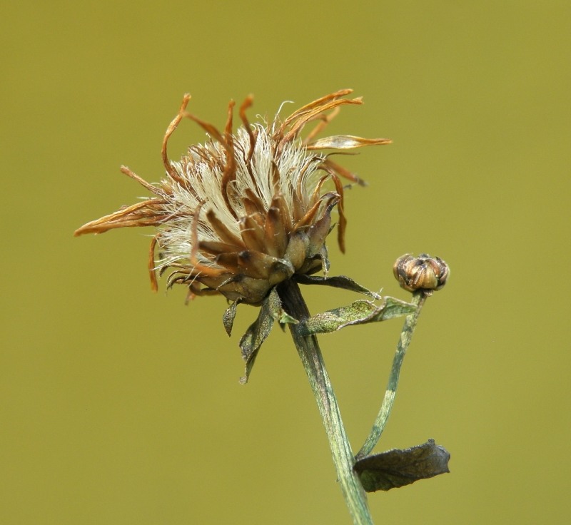 Изображение особи Inula aspera.