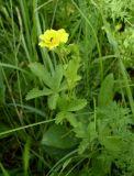 Potentilla reptans. Верхушка цветущего растения. Ростовская обл., дельта Дона, Подазовье, окр. хутора Узяк. 12 июня 2011 г.