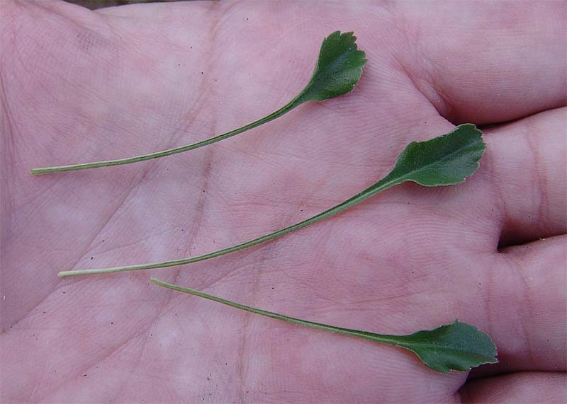Image of Campanula bellidifolia specimen.