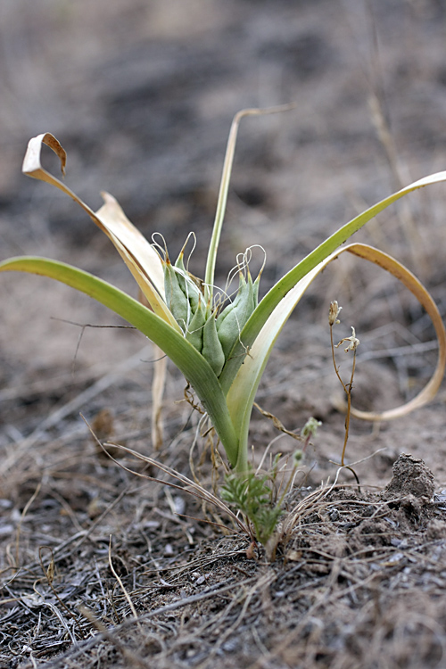 Image of genus Colchicum specimen.