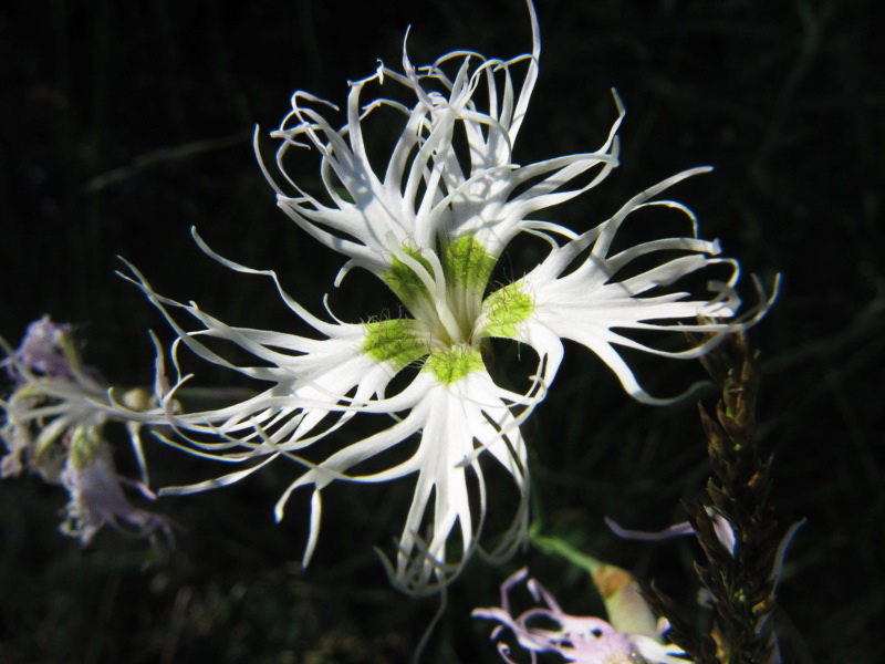 Image of Dianthus superbus specimen.