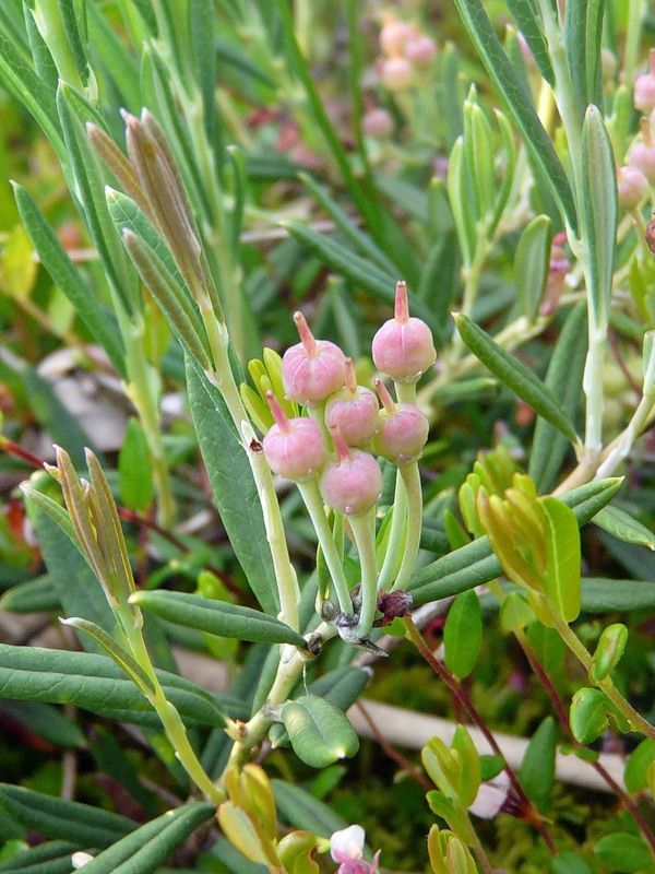 Image of Andromeda polifolia specimen.