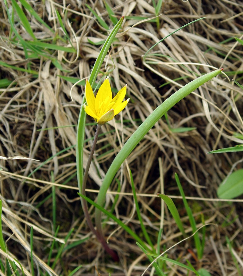 Изображение особи Tulipa dasystemonoides.