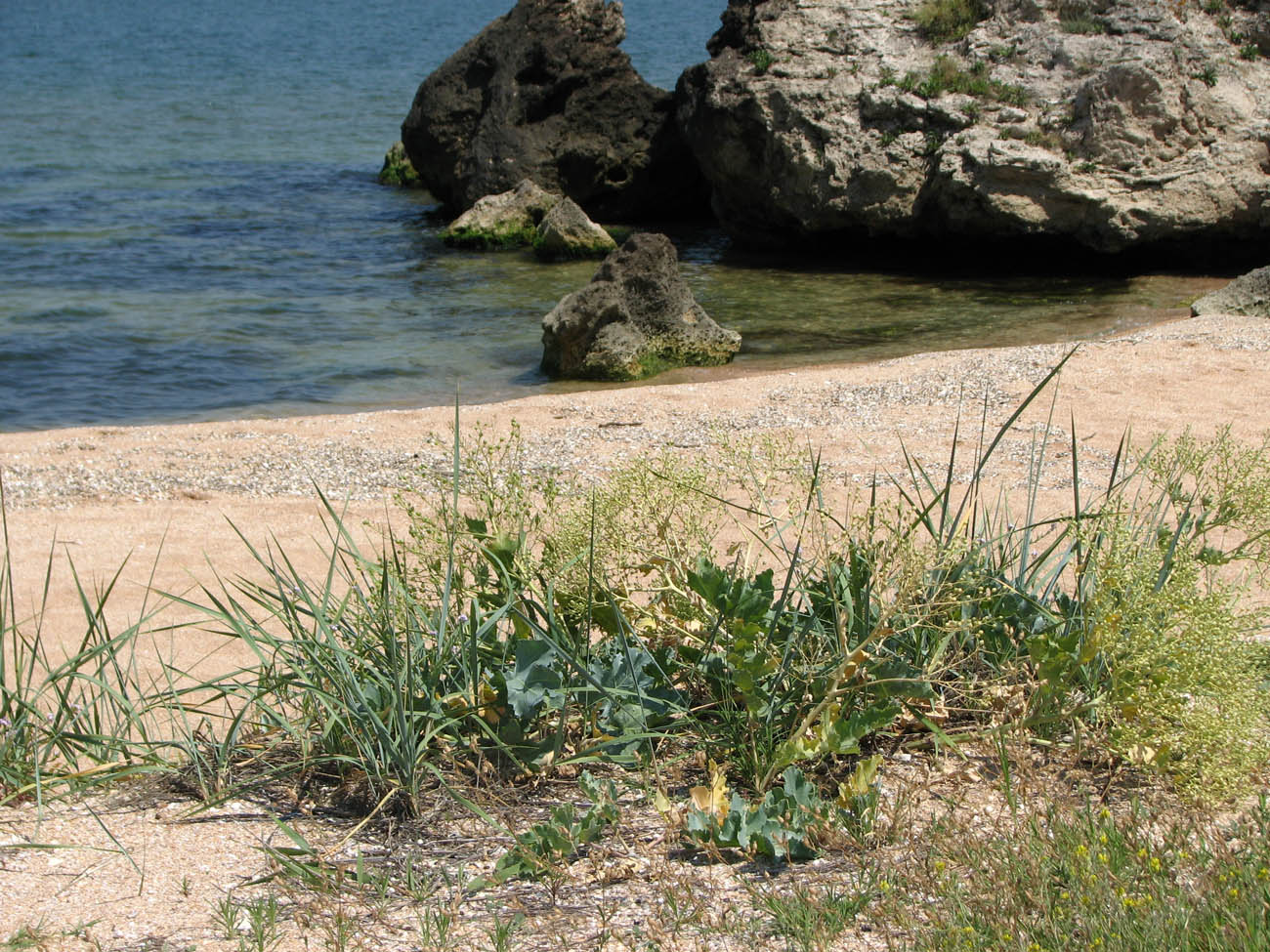 Image of Crambe maritima specimen.