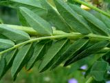 Astragalus propinquus