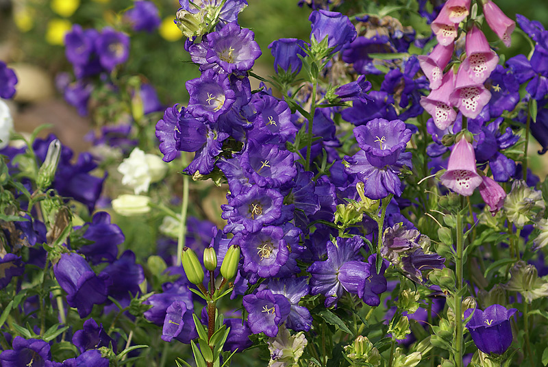 Image of Campanula medium specimen.