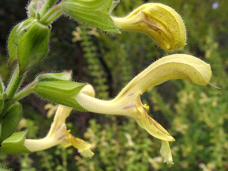 Image of Salvia glutinosa specimen.