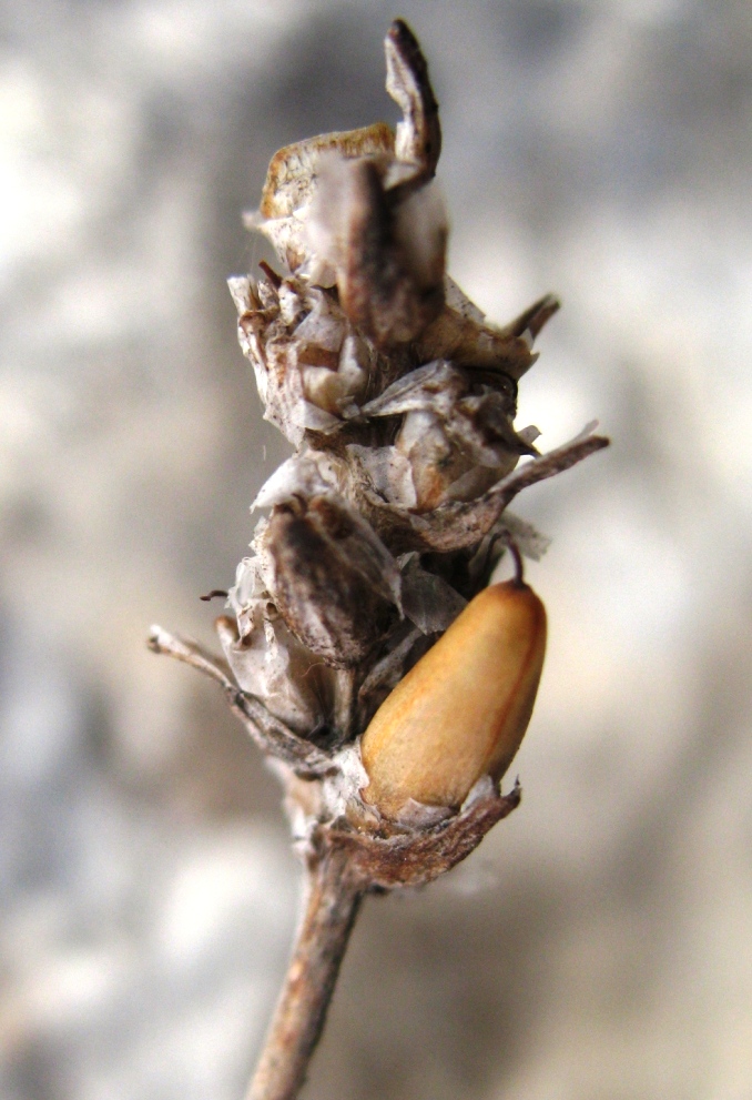 Image of Plantago atrata specimen.