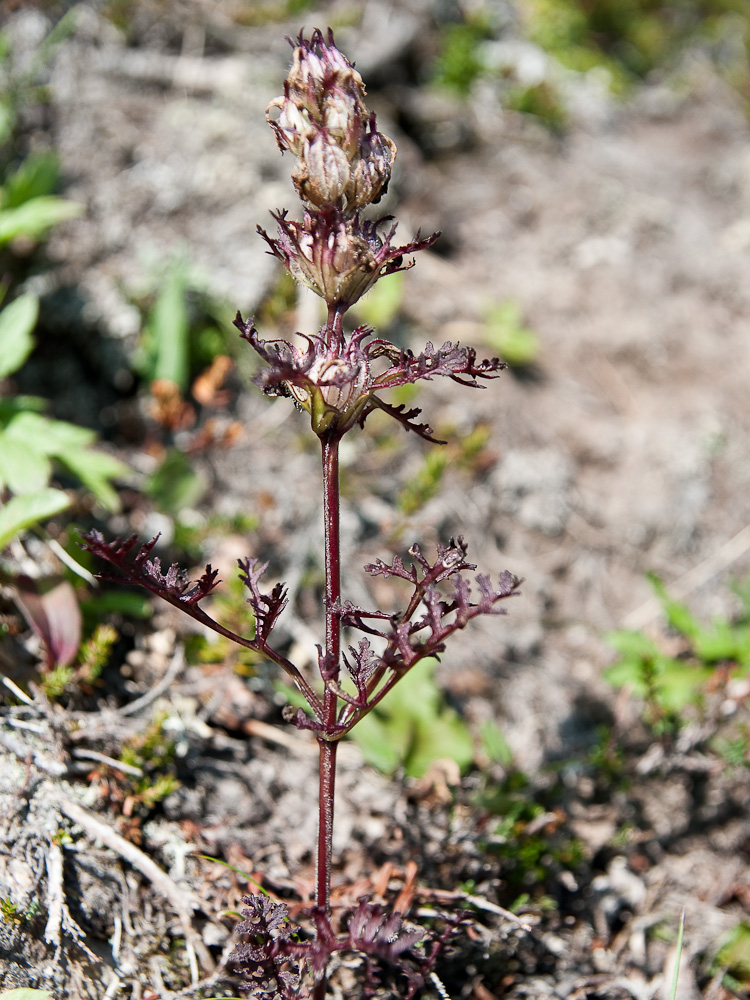 Image of Pedicularis eriophora specimen.