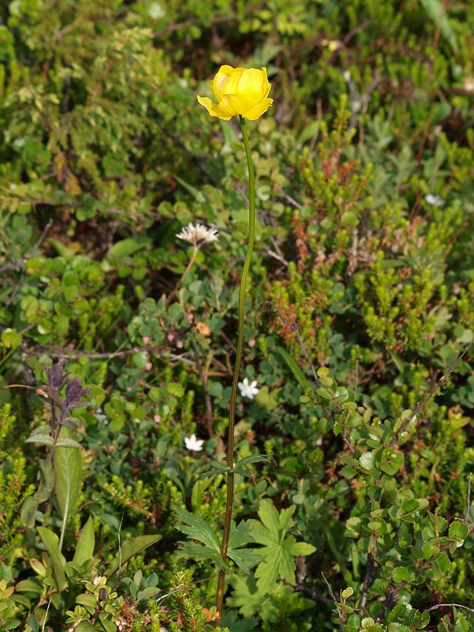 Image of Trollius europaeus specimen.