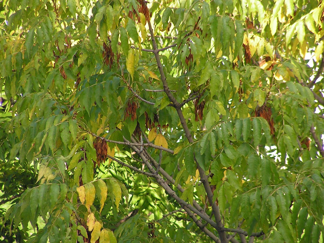 Image of Fraxinus mandshurica specimen.