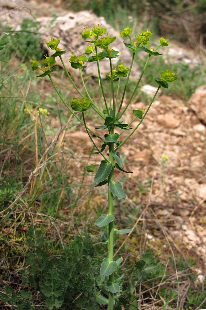 Изображение особи Euphorbia agraria.