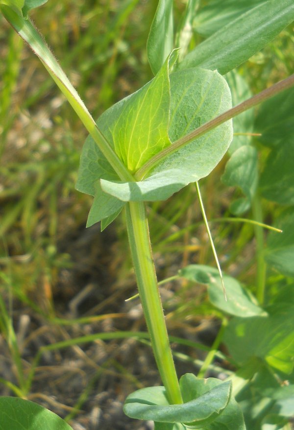 Image of Lathyrus pisiformis specimen.