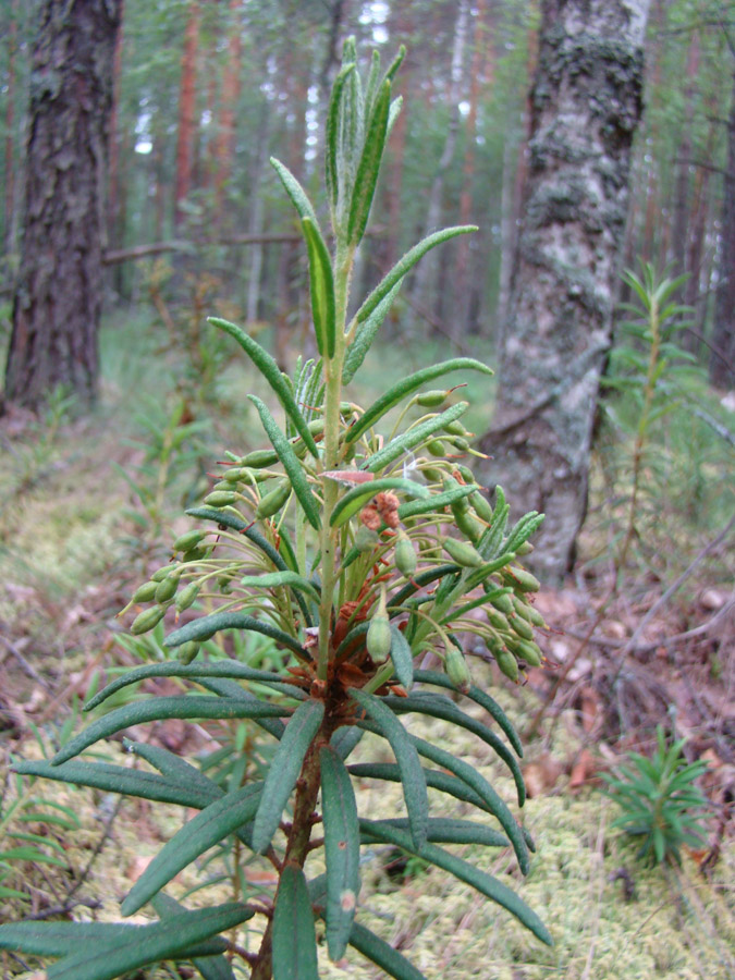 Image of Ledum palustre specimen.