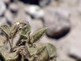 Cleome droserifolia. Верхушка побега с плодом. Израиль, Эйлатские горы. 07.06.2012.