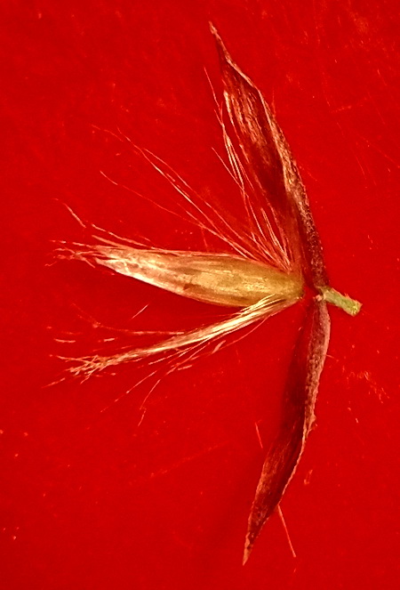 Image of Calamagrostis barbata specimen.