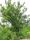 Carpinus betulus. Дерево. Абхазия, Гудаутский р-н, Мюссерский лесной массив. 19.06.2012.