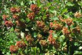 Physocarpus opulifolius. Ветви с плодами. Крым, Ялтинская яйла. 26 июля 2012 г.