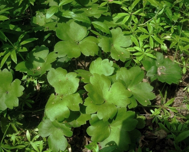 Image of Hepatica transsilvanica specimen.