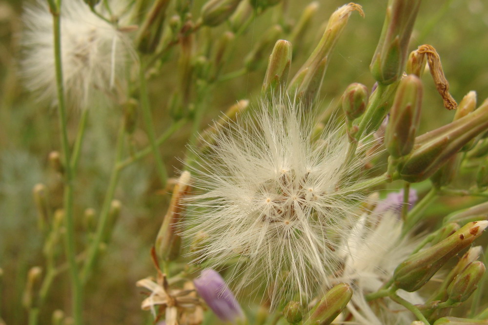 Изображение особи Lactuca tatarica.