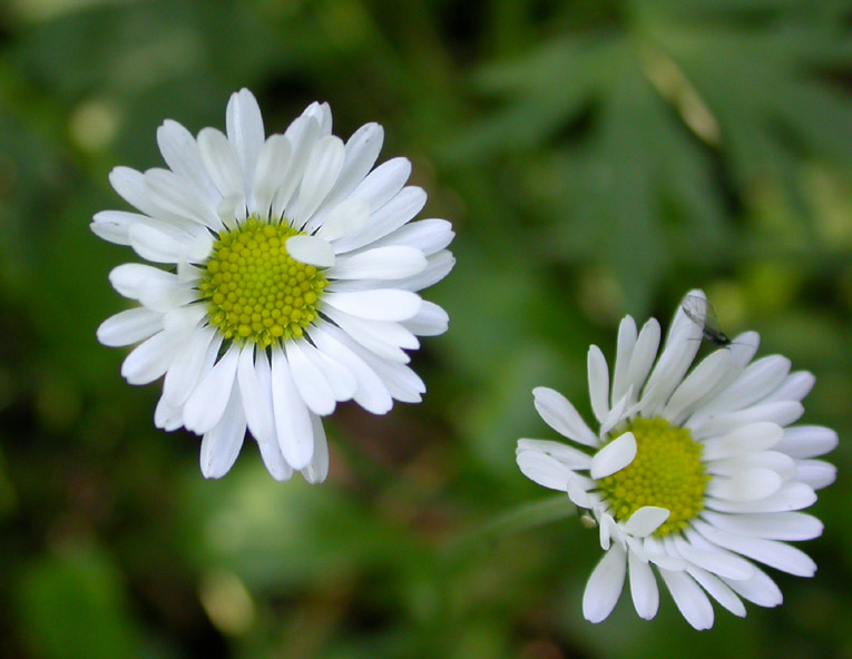 Изображение особи Bellis perennis.